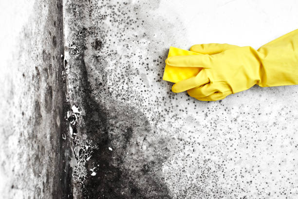 Professional Mold Remediation in Pinewood Estates, TX