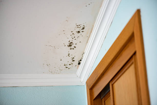 Best Insurance-Related Mold Remediation in Pinewood Estates, TX