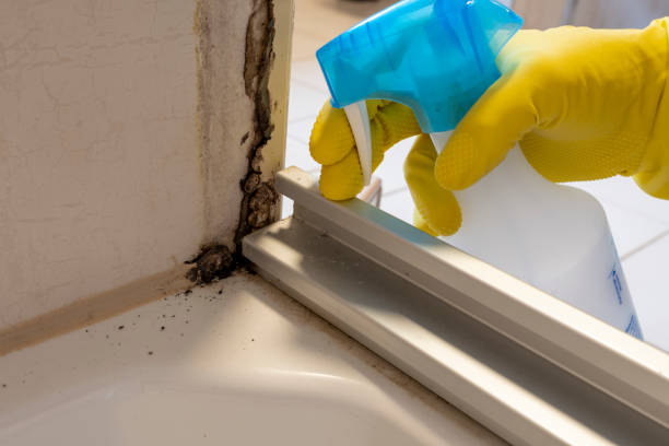 Best Basement Mold Remediation in Pinewood Estates, TX