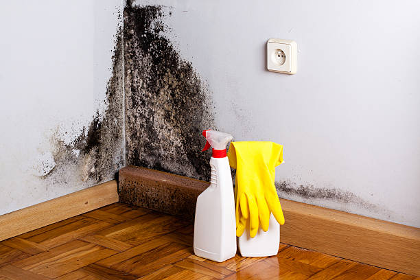 Best Mold Remediation for Specific Building Types in Pinewood Estates, TX