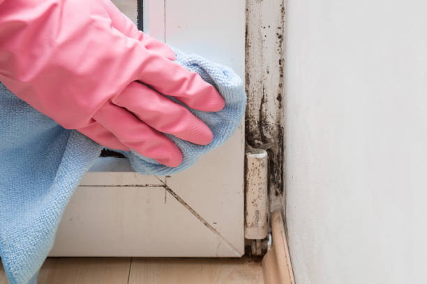 Best Kitchen Mold Remediation in Pinewood Estates, TX